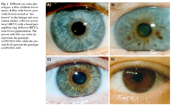 Eye color phenotypes (from